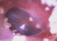 Мини портативный показатель Отоскопе цифров видео- фотографирует/видео для проверки носа уха