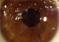 Камера офтальмоскопа Handheld лампы разреза портативная