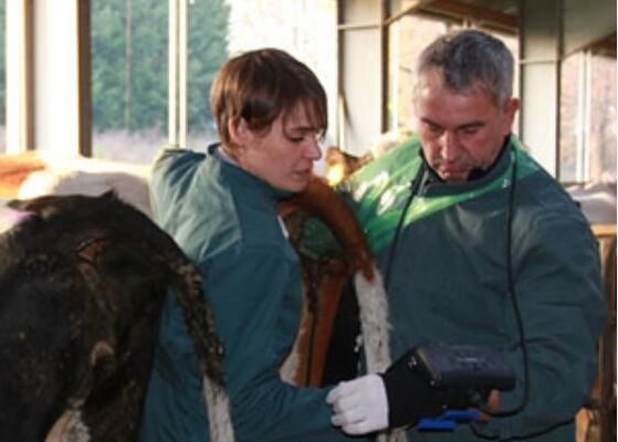 Цифровой ветеринарный ультразвуковой сканер